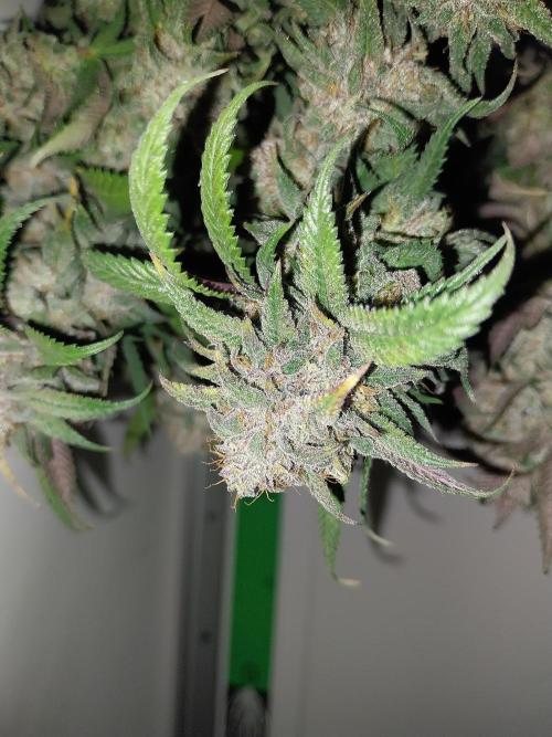 Gmo x Rootbeer. Week 13