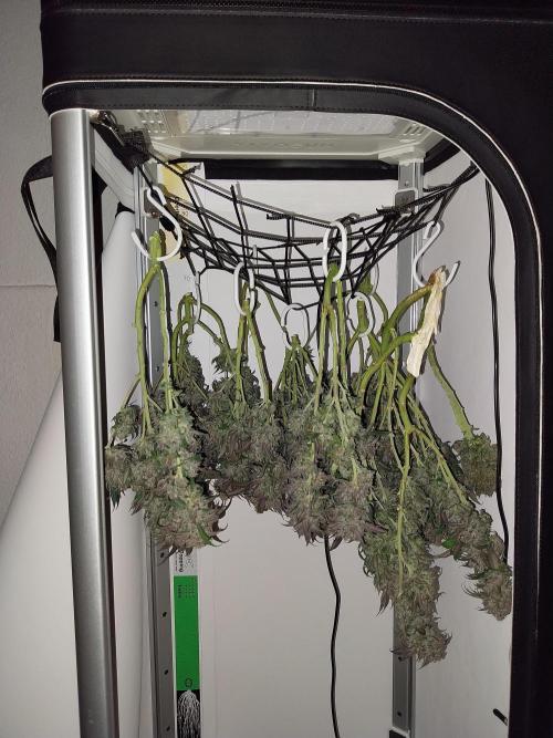 Gmo x Rootbeer. Week 13