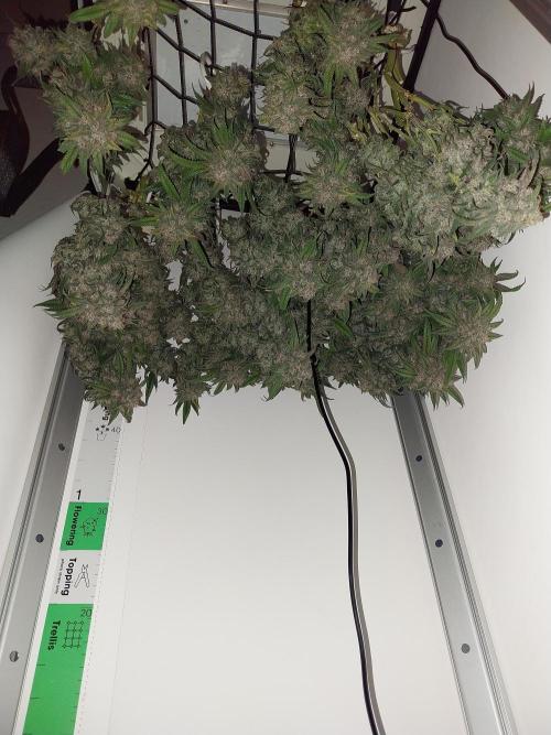 Gmo x Rootbeer. Week 13