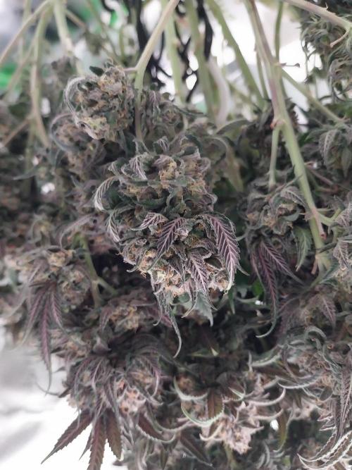 Gmo x Rootbeer. Week 13