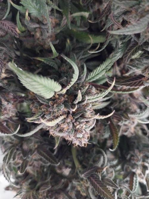 Gmo x Rootbeer. Week 13