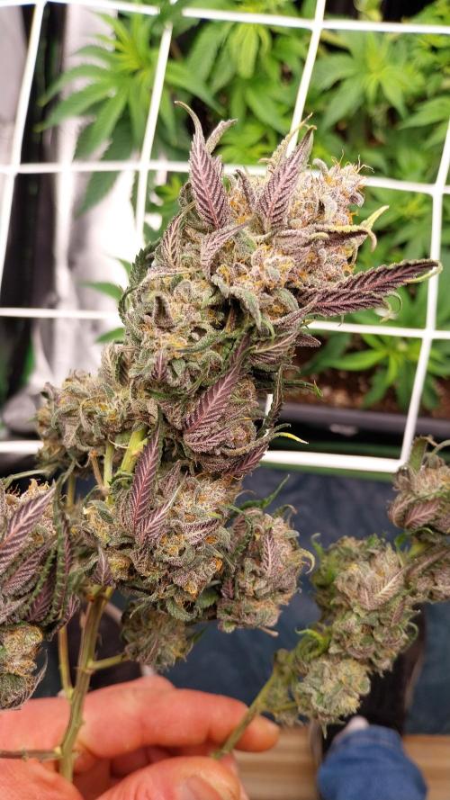 Gmo x Rootbeer. Week 13