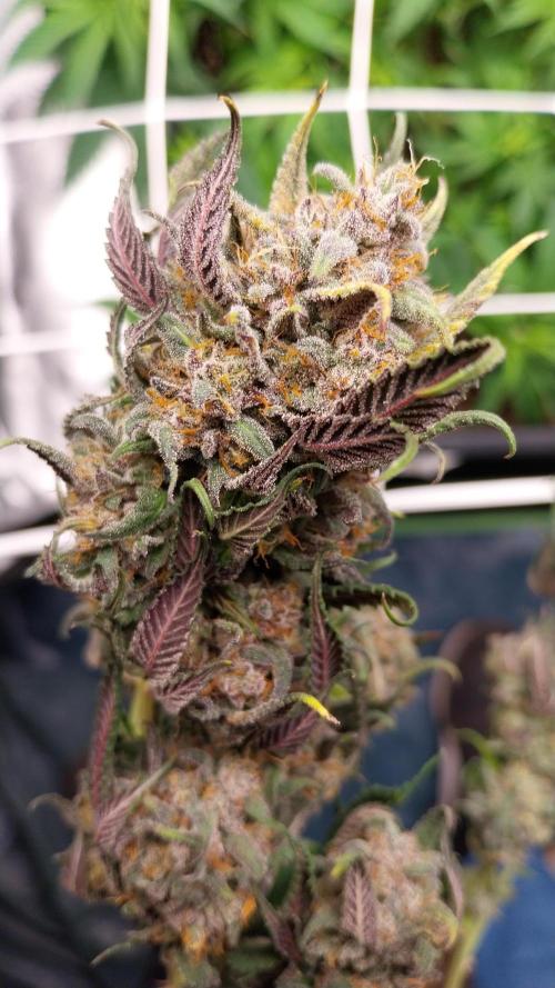 Gmo x Rootbeer. Week 13