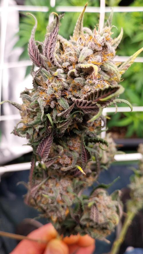 Gmo x Rootbeer. Week 13