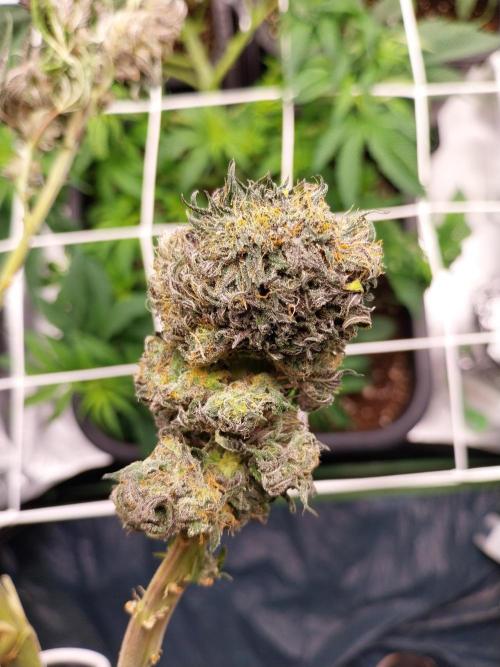 Gmo x Rootbeer. Week 13