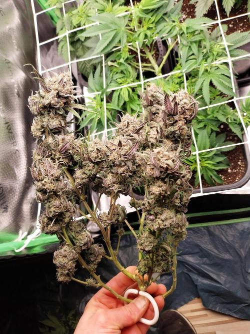 Gmo x Rootbeer. Week 14