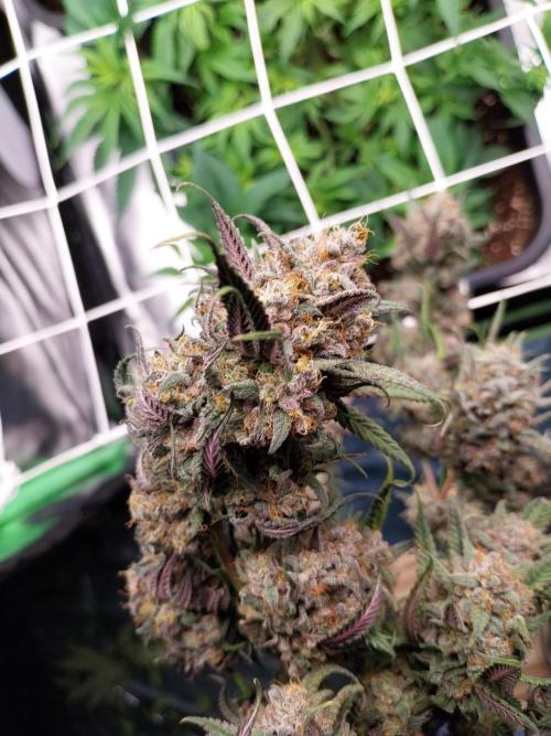 Gmo x Rootbeer. Week 14