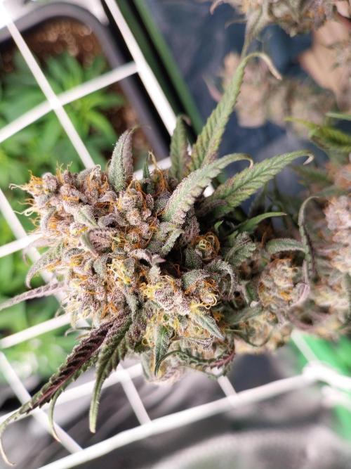 Gmo x Rootbeer. Week 14