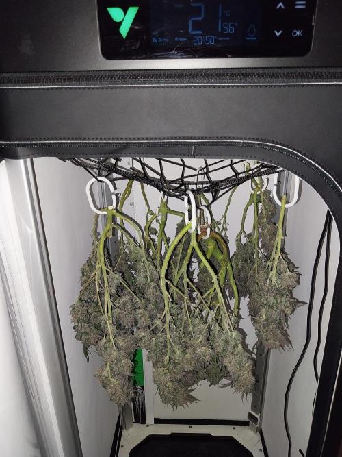 Gmo x Rootbeer. Week 14