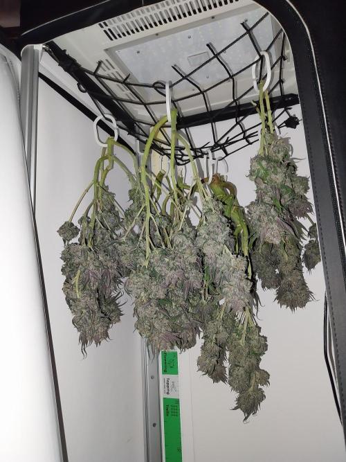 Gmo x Rootbeer. Week 14