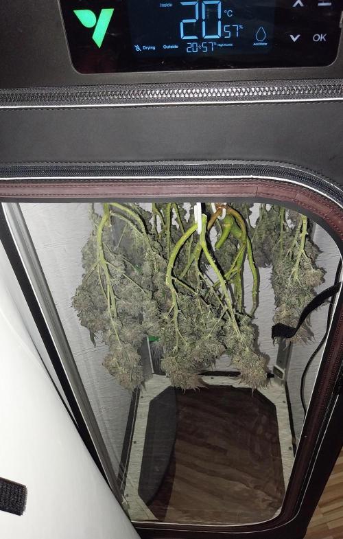 Gmo x Rootbeer. Week 14