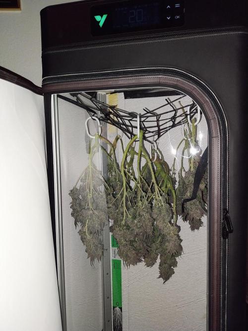 Gmo x Rootbeer. Week 14