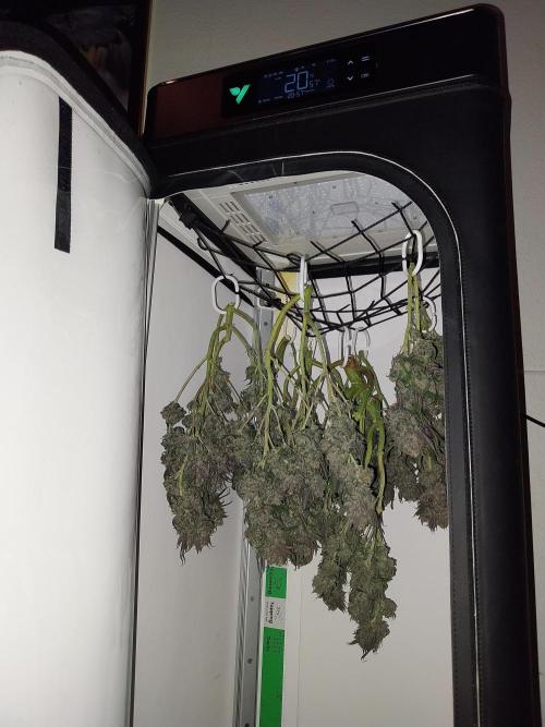 Gmo x Rootbeer. Week 14