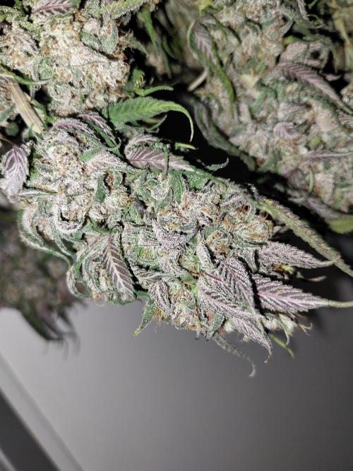 Gmo x Rootbeer. Week 14