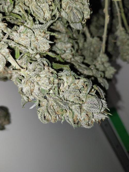 Gmo x Rootbeer. Week 14