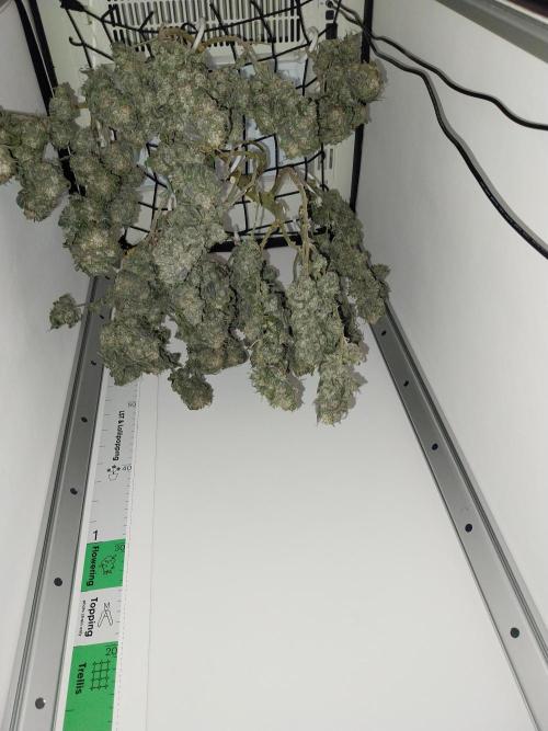 Gmo x Rootbeer. Week 14