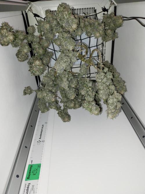 Gmo x Rootbeer. Week 14