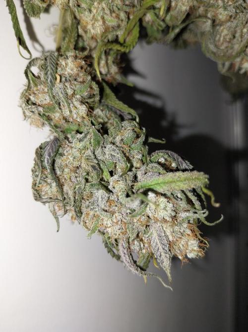 Gmo x Rootbeer. Week 14