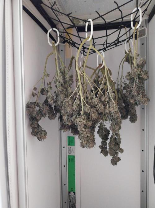 Gmo x Rootbeer. Week 14