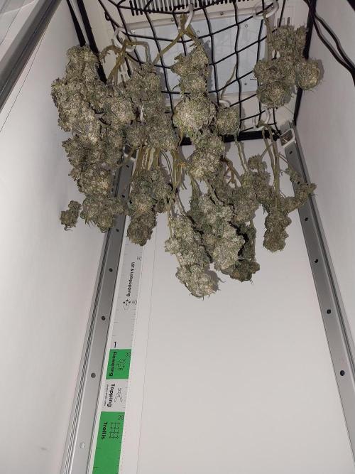 Gmo x Rootbeer. Week 14