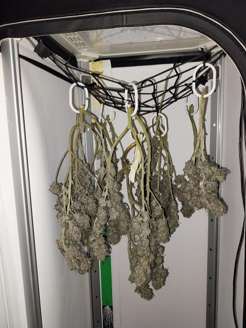 Gmo x Rootbeer. Week 14