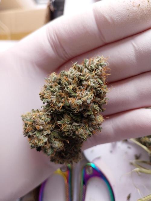 Gmo x Rootbeer. Week 14