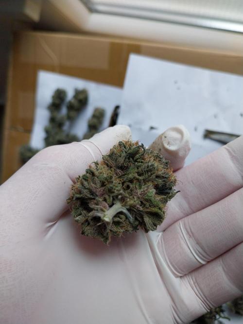 Gmo x Rootbeer. Week 15