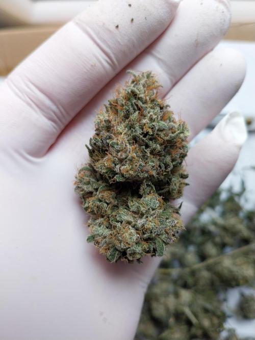Gmo x Rootbeer. Week 15