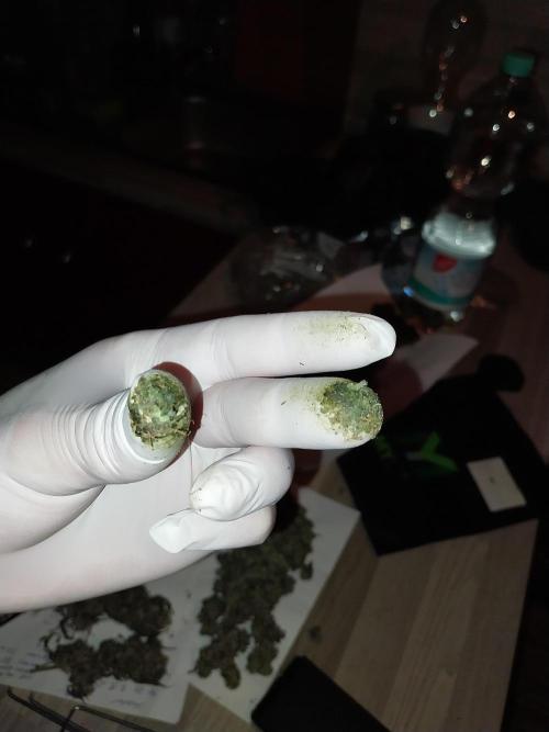 Gmo x Rootbeer. Week 15