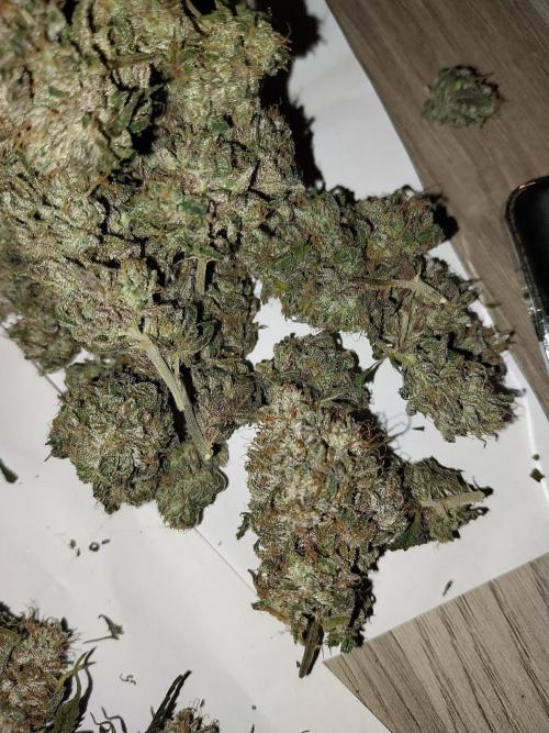 Gmo x Rootbeer. Week 15