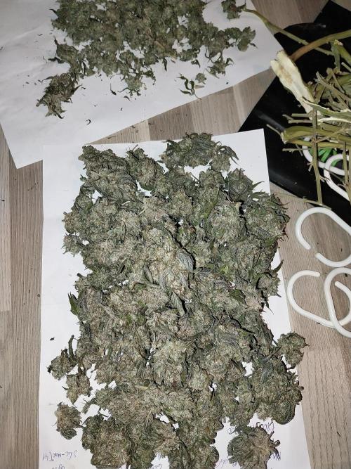 Gmo x Rootbeer. Week 15