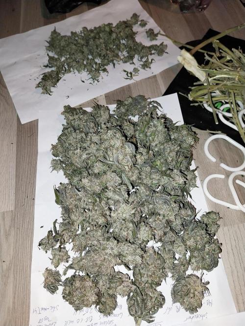 Gmo x Rootbeer. Week 15