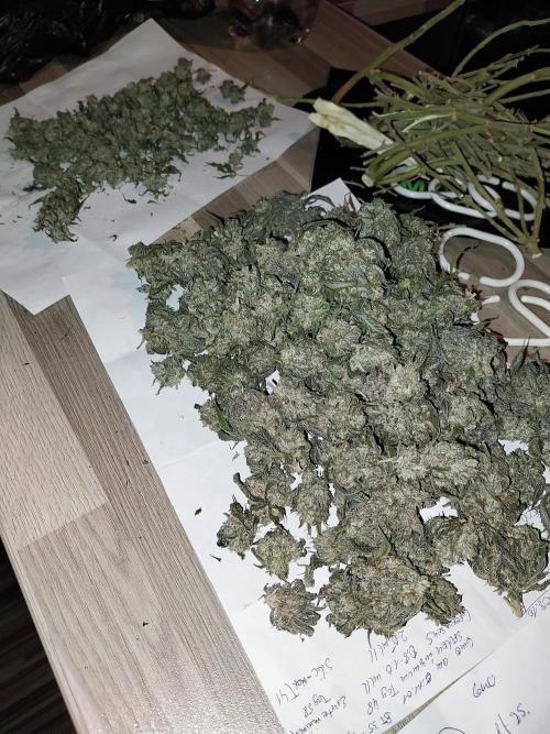 Gmo x Rootbeer. Week 15
