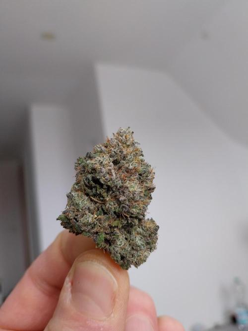 Gmo x Rootbeer. Week 15