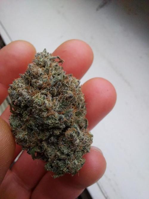 Gmo x Rootbeer. Week 15