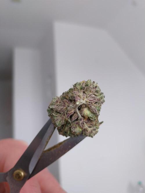 Gmo x Rootbeer. Week 15