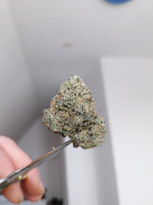 Gmo x Rootbeer. Week 15