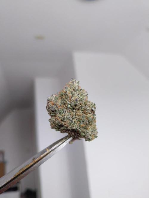 Gmo x Rootbeer. Week 15