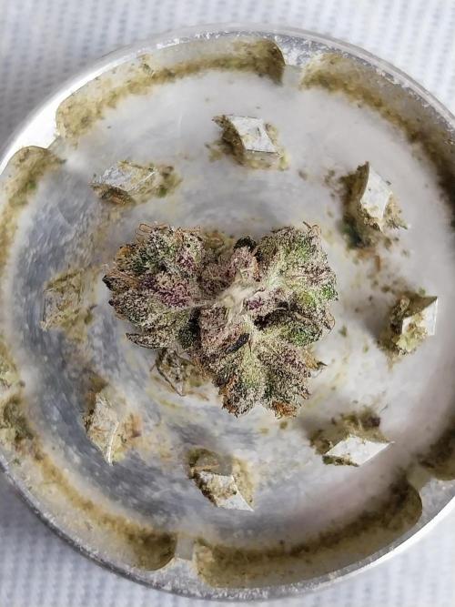 Gmo x Rootbeer. Week 15