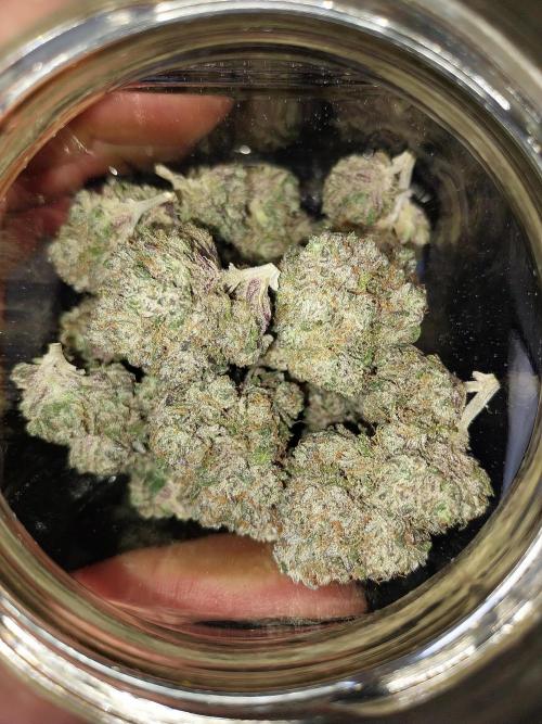 Gmo x Rootbeer. Week 16