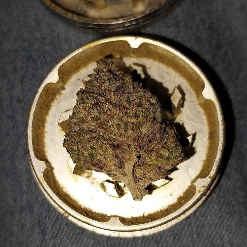 Gmo x Rootbeer. Week 16