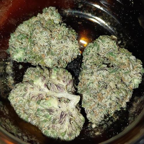 Gmo x Rootbeer. Week 16