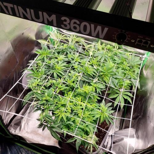 Eternity cup 2026. Week 7