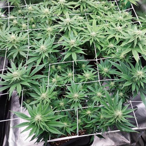 Eternity cup 2026. Week 11