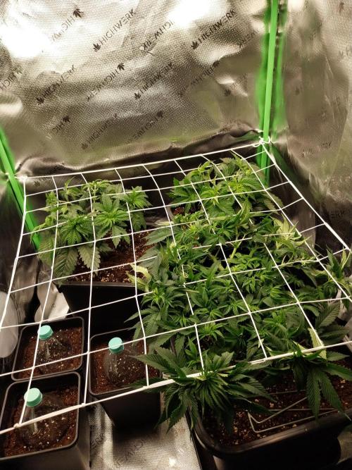 Granddaddypurple blowgenetics. Week 0