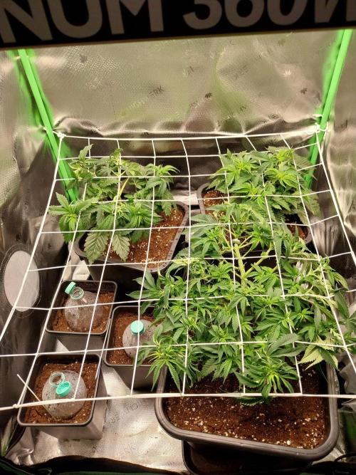Granddaddypurple blowgenetics. Week 0