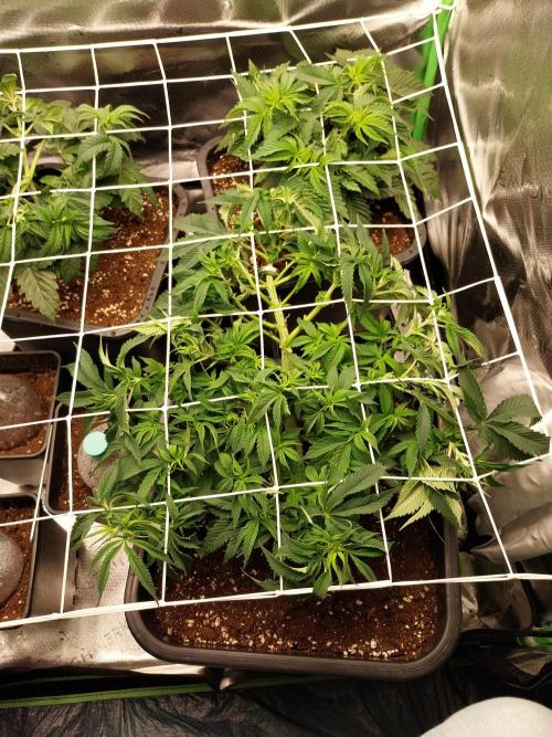 Granddaddypurple blowgenetics. Week 0