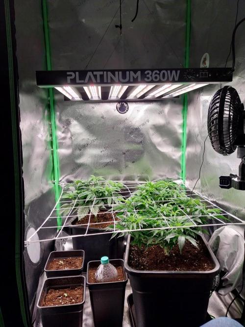 Granddaddypurple blowgenetics. Week 1