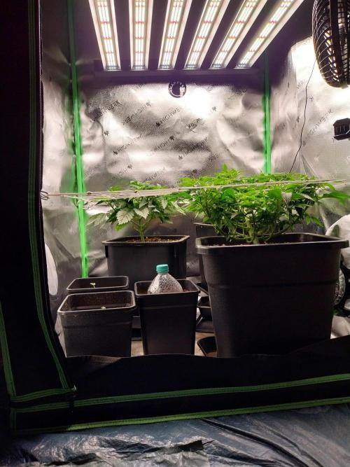 Granddaddypurple blowgenetics. Week 1