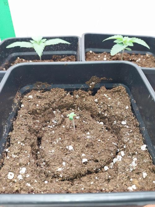 Granddaddypurple blowgenetics. Week 1